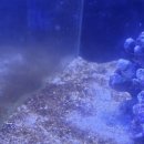 카스리프팜(CASReeffarm) | 35큐브 해수어 어항 니모 크리너쉬림프 말미잘 라이브락 세팅