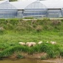 산내들농장 | 산내들체험농원) 주말농장 텃밭가꾸기 시작 산내들어린이농원