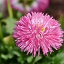 뜰에꽃화원 이미지