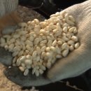 아이스크림 특공대 이미지