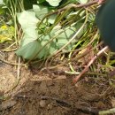 칠지농장 이미지