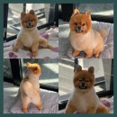 영블리 펫살롱 | 달서구애견미용 스트레스 줄이는 미용과정의 중요성 결과보다 과정이 더 중요한 이유