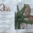 마벨미뇽 이미지