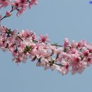 고향의 봄 이미지