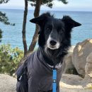 주전몽돌해변3(화장실) | 강아지와 울산 여행하기 간절곶, 대왕암,주전몽돌해변 애견동반