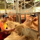 억대축산 이미지