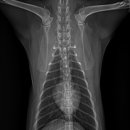 원스동물병원 이미지