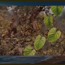 서천무지개분수대 이미지