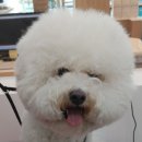 단비애견 미용실 이미지