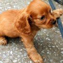 도그랜드 이미지