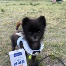 강아지 유산균 추천 고양이도 잘 먹는 반려동물 유산균추천 바이트라이프 라이퓨 후기