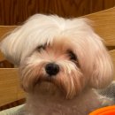 GS25대구칠곡미래점 | [플러피유] 대형견, 다견 동시 미용 가능한 강아지 스트레스없는 대구칠곡애견미용 추천