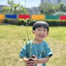 드디어 요한반 방울토마토를 심었어요🌺 이미지