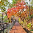 청룡목장 | 남산 해치 겨울정원 크리스마스 놀거리! 솔방울 장식, 아이와 함께 가볼 곳 추천