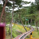 정이품송캠핑장 | 보은 캠핑장 정이품송관광농원 충북 캠핑장 추천 단체캠핑장 추천