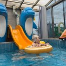 더채움키즈풀빌라 이미지