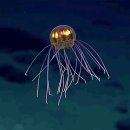 마리아나 해구에서 발견된 해파리 이미지