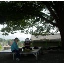 정자나무아래 이미지