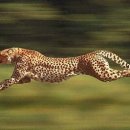 우드버닝 이미지