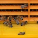 칠갑산 꿀농원 이미지