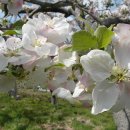 사과꽃 이미지