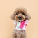 베스띠몽 이미지