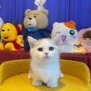 도그마루 강아지고양이 안산점 이미지