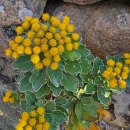 수련산방 | 남도차문화기행, 운림산방(雲林山房), 소치(小癡) 허련(許鍊), 추사 김정희, 초의선사, 첨찰산(尖察山...