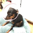 필립동물병원 이미지