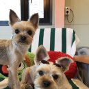 도그노크 이미지