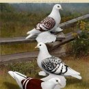 음성여인숙 이미지