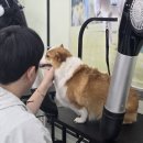 성동애견미용학원
