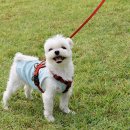 산책하는 강아지 이미지