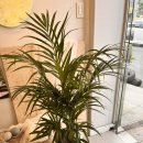 사파동132 이미지