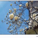 목련약국 이미지