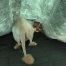 귀엽개귀엽냥 이미지