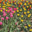 강원특별자치도립대학교 | 서울근교나들이 강원도립화목원, 춘천당일치기 코스 추천 춘천공원 산책