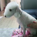 삐삐애견샵 이미지