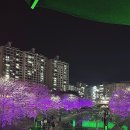 케이마트 호평 | 남양주에서 벚꽃데이트 벚꽃보면서 피크닉할 수 있는 곳🧺