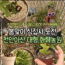 로뎀나무협동조합 | 봄맞이 식집사 천안 근교 아산 대형 원예 화훼농원 [로뎀농원] +추천식물