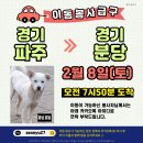 페페/2월8일/경기파주＞경기분당[분당 오전7시50분 도착] 이미지