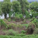 나무고아원 이미지