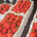 선영이네 | 대전에서 50분거리,논산 양촌[선영이네딸기]딸기 구매,후기,추천!