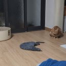 남항점굽네치킨 이미지