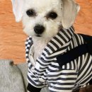 몽몽이 애견미용 이미지