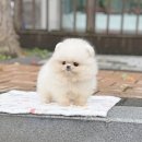 딜라잇독 앤 캣 강아지고양이 분양 시흥 | 시흥강아지분양 포메라니안분양 정보 알아봐요🔍