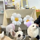 쿠키네 제과점 이미지