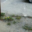 신정1지구대 옆 이미지