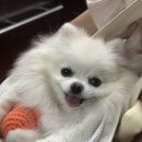 연두네놀이터 | [구리 연두네놀이터] 취미반 클래스 마지막 4회차👩🏻‍🍳 강아지 수제 간식 만들기 !!내돈내산!!