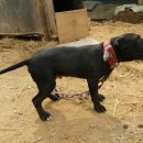 깜순이농장 이미지